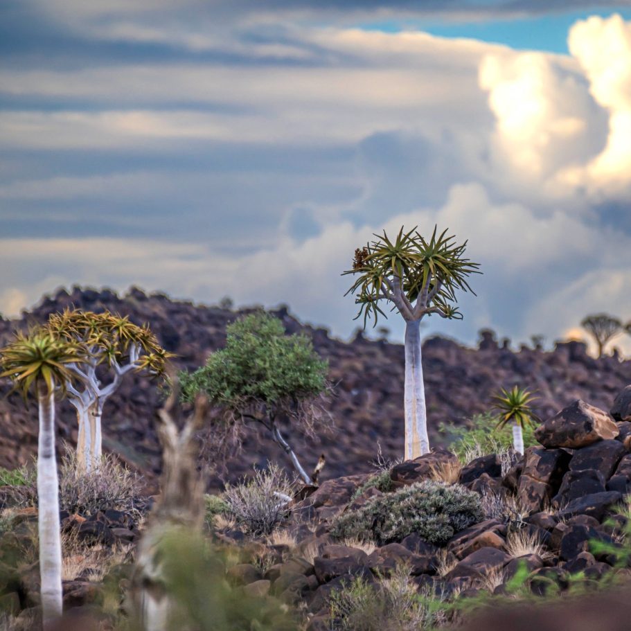 Kahlbäume stehen vor einem bewölkten Himmel in einer felsigen Landschaft.