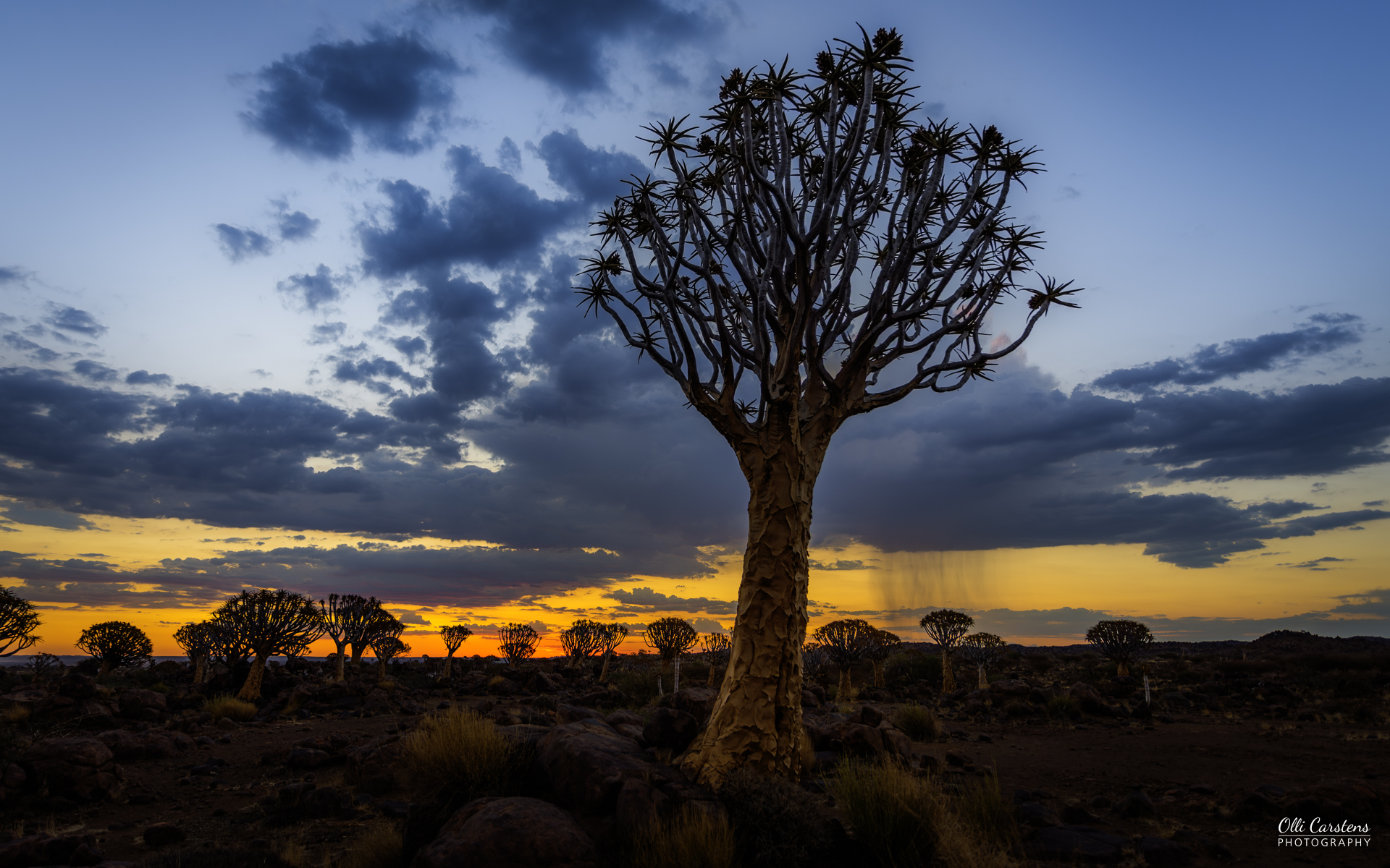 Köcherbäume im Köcherbaumwald im Süden Namibias mit Buschmann Safaris. Kieferbaum silhouettiert gegen einen farbenfrohen Sonnenuntergang mit bewölktem Himmel.