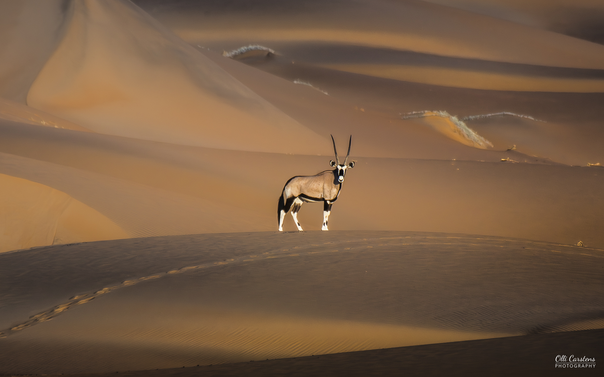 Oryx in der Namib Eine Oryxantilope steht vor sanften, goldenen Sanddünen in der Wüste.