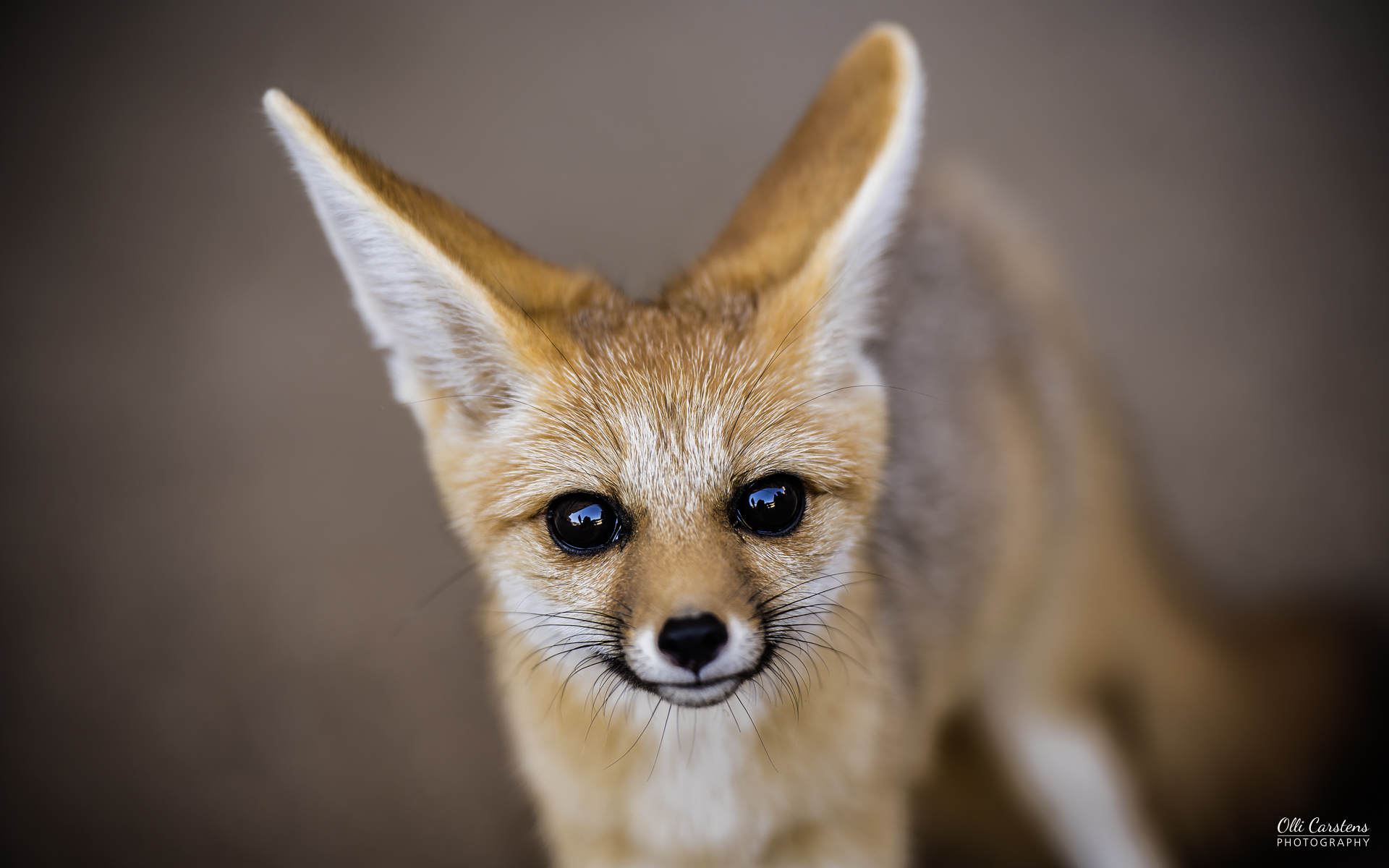 „Tete à Tete“ mit einem jungen Kapfuchs in einem Wildniscamp mit Buschmann Safaris. Fuchs mit großen Ohren und leuchtenden Augen, in sanften Erdtönen gefärbt.