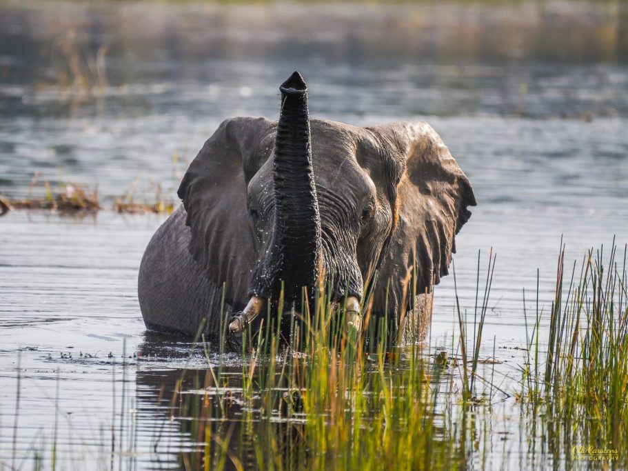 Ein Elefant steht im Wasser und hebt seinen Rüssel über das Gras.
