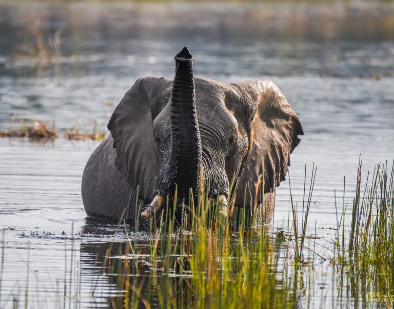 Ein Elefant steht im Wasser und hebt seinen Rüssel über das Gras.