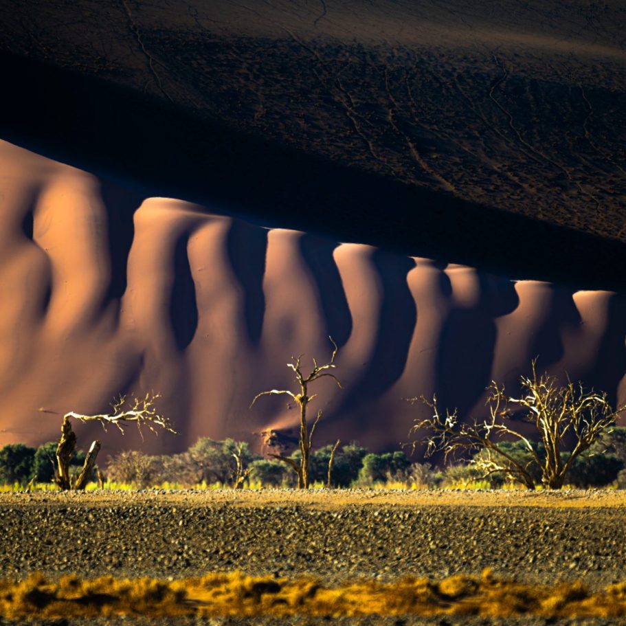 Wellenförmige Sanddünen mit dürren Bäumen im Vordergrund, unter dramatischem Licht.