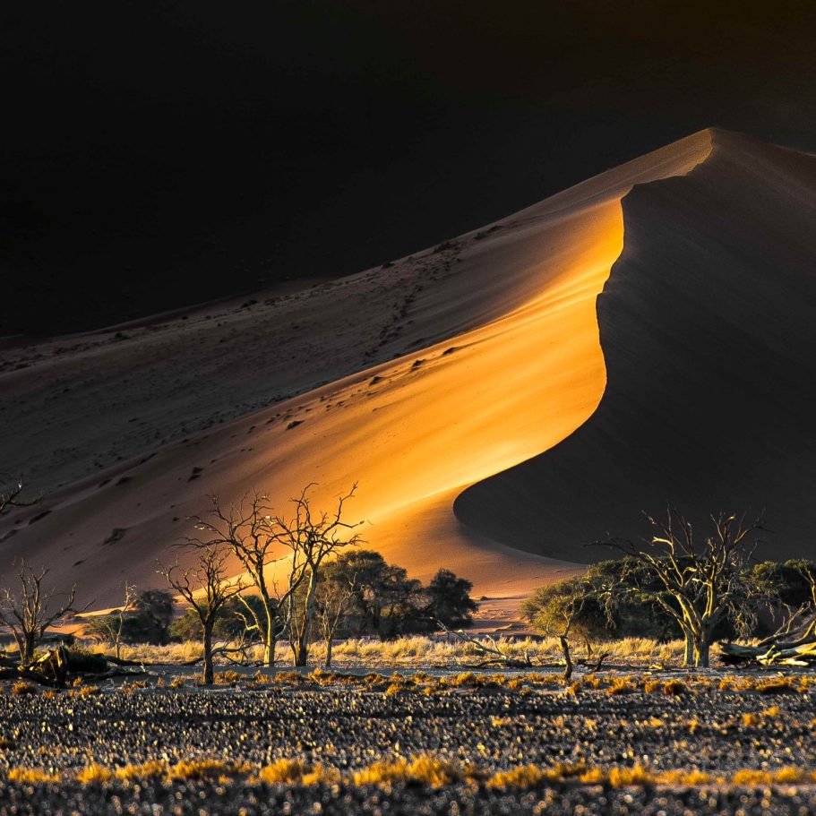 Sanddüne mit goldfarbener Lichtreflexion und dürren Bäumen im Vordergrund.