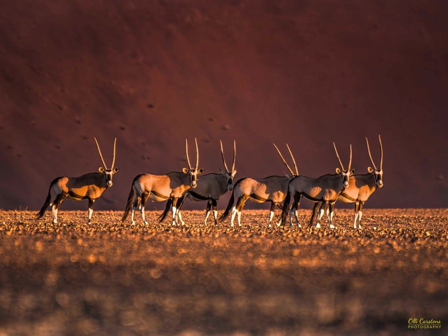 Sechs Oryx-Antilopen stehen in einer trockenen Landschaft vor roter Felsenformation.